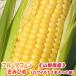 [ morning .. corn ] fruit corn ....2L size limitation 12 pcs insertion .×2 box =24ps.@[ corn ][ maize ][....][ Yamanashi prefecture production ]
