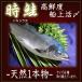 北海道　時鮭（さけ）時不知【トキシラズ】生【姿】高鮮度　船上活〆　3.1〜3.5kg