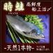 北海道　時鮭（さけ）時不知 トキシラズ 生 姿 高鮮度　船上活〆　2.0〜2.5kg