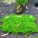 [ нет пестициды ] Willow Moss коврик ( длина ширина примерный 9.0cm)