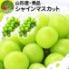  виноград превосходящий товар автомобиль in мускат примерно 1.2kg (2~3. ввод ) Yamagata префектура производство виноград подарок .. подарок несессер подарок крупный прямая поставка от производителя ( отдаленная местность стоимость доставки прибавление ) фрукты 