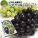  автомобиль in мускат × мускат nowa-ru×ma ska sa- чай n итого примерно 1.7kg Yamagata префектура производство виноград набор превосходящий товар крупный фрукты несессер входить прямая поставка от производителя подарок бесплатная доставка 