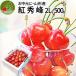  cherry . preeminence .500g preeminence goods gift ..2L size large sphere Yamagata Yamagata prefecture production your order fruit sa Clan bo Cherry cherry free shipping 