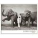  poster art Dovima With Elephants( Richard abe Don ) frame goods wood Basic frame 