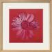 Andy Warholl Anne ti* War сигнал искусственная приманка to рама Daisy, c.1982(crimson and pink) [bicosya/ прекрасный . фирма ] IAW-62506l юридическое лицо sama ограничение 