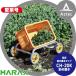 ϥåHARAX ߱¼ ڹ CH-20Kʥʥ֤   1.8kg