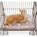 PAWZ Road �L�x�b�h �y�b�g�x�b�h ���x�b�h �}�b�g �P�[�W�p ���ʎg�p �Y���h�~ ���藎���h�~ �l���R�t�� ��� ��v �ʔN���p 2way