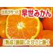 [ есть перевод ].. мандарин . толщина .... освежение . аромат [.. мандарин ]4.5kg+500g( гарантия минут ) всего примерно 5kg бесплатная доставка ( S~2L ( размер смешивание нет выбор другой ) Kumamoto префектура производство небо . производство 