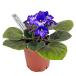  цент Poe задний Sparkling Ocean 3.5 номер лиловый цветение АО стандартный цвет рассада Africa s Mille выдерживающий .. салон садоводство декоративное растение 