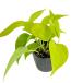  pothos lime 3 номер Pothos Epipremnum aureum Lime epi pre nam...a Lloyd декоративное растение 