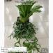 ( на данный момент товар ) папоротник олений рог Corona lium'QQ'(No.41204) ( Corona lium pra tiselium декоративное растение модный интерьер подвешивание ниже орнамент Platycerium coronarium)