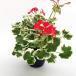 [ geranium seedling ] color leaf geranium flower ob springs . entering red flower heaven .. leaf . leaf interior India a