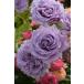  роза рассада [ новый рассада ]lilien tar {1-C07-03_7-B08-01}[0413 распродажа ]