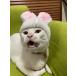  rabbit ear pet hat cosplay fancy dress cat. hair accessory surface white lovely ... metamorphosis cat head gear cat for hat dog cat for wig cat cosplay 