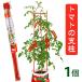  Pro to leaf помидор. фигурная скобка диаметр 11mm×120cm 1 шт joint сборный тип бумажный фонарь покрой огород мини помидоры бумажный фонарь красный красный 