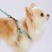 petio(Petio) dog for discount cord flash soft Lead SS blue 