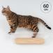  кошка для кошка подножка кошка walk стена установка орнамент MYZOO мой Zoo OBLONG прозрачный кошка подножка 60cm
