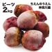  Be tsu2kg less pesticide .... ... Kanagawa prefecture production agriculture house direct delivery table beet Beetle -to domestic production super hood meal .. transportation .