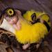 юбка фотография фотосъемка новый bo-n фото baby .. искусство подсолнух модный advanced удобный практический легкий в использовании компактный новый жизнь для бытового использования подарок 