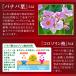 �����l�������� �T�v�������g �@�\���\���H�i �����l�P�A�K�� �o�i�o�t�R���R���\�����_ �K�̗t �T���V�A �֘A�摜4