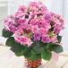 . покупка скидка за ранний заказ День матери подарок цветок 2026 предварительный заказ подарок .... цветок горшок растение в горшке fea Lee I 5 номер День матери период доставка [ бесплатная доставка ]