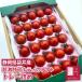 [ sugar times approximately 13 times ]. light. .. full TIKKA tomato tray ..( approximately 350g)[ Hokkaido * Okinawa is +1100 jpy ] tomato mini tomatoes fruit tomato height sugar times ....