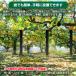 �F�΍�O�b�Y ���ރN�}���L�V�[�g2026�ŐV��3��  �o����Ă���̌F���ރX�v���[ �z�C�b�X�� ��ł͒x���I���͗��Ȃ����鎞��I�F�悯 ������  ���ʂ�1�N�ԁI �֘A�摜2