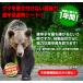 �F�΍�O�b�Y ���ރN�}���L�V�[�g10�Z�b�g ���h�L����Q�{�̋��̓^�C�v ���ʂ͋����̂P�N�ԁI �F������ �N�}���� �N�}�쏜 ���� �֘A�摜2