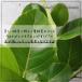 �t�B�J�X �A���e�V�} �p���� �d���ĂW�� �A���e�V�[�} �ϗt�A�� ���j�� �M�t�g �J�X�j�� �ϗt�A�� �v���[���g  �ϗt�A��  ��^ �t�B�J�X �A���e�V�[�} �֘A�摜4