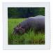 3dRose Hippopotamus and Cattle Egret, Chobe River, Chobe NP, Kasane, Botswana 12x12 inch Quilt Square