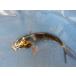  colored carp 12cm( small size ) change gold Showa era . another unknown. No0195