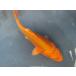  цветной карп 19cm Германия orange желтый золотой товар высокого качества. ( яркий оттенок . body форма . хороший. ). другой неизвестен. No.04112