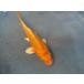  цветной карп 16cm Германия orange желтый золотой кожа обыкновенный карп ( orange цвет. краситель . красивый ). другой неизвестен. No.04136