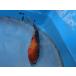  цветной карп 19cm. Showa . другой неизвестен. No.0922