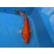  цветной карп 22cm изменение желтый золотой . другой неизвестен. No.0932
