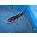  цветной карп 17cm Showa три цвет . другой неизвестен. No.0987