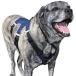 Newbury Paws Classic Harness, Premium Dog Harness for Large Breed Dogs (XL/Bright Stripes)