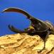BIGHORN �w���N���X���b�L�[�R�ߗc�� �I�X�P�i�Q�� �R�T���Kor�T���^���f�[���Y ���Ȃ�J�u�g����p�}�b�g10L�P�ܕt �O���Y�J�u�g���V