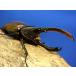 BIGHORN �w���N���X���b�L�[�R�ߗc�� �I�X�P�i �R�T���Kor�T���^���f�[���Y �O���Y�J�u�g���V