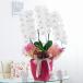 �Ӓ��� ������� ������� ���b�s���O ���f�B�b�V�����C�� 3�{���i���j�@30�`33�� ���x �ڗ��� �a���� �o�[�X�f�[ ���� �A�C �ސE ���� �җ� �j�� ��������