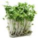 [ morning market direct line ] Kanagawa prefecture another broccoli sprouts PC approximately 20g[ refrigeration ]