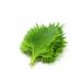 [ morning market direct line ] Aichi prefecture another large leaf 1 bundle 10 sheets [ refrigeration ]