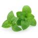 [ morning market direct line ] spare mint PC approximately 15g[ refrigeration ]