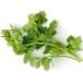 [ morning market direct line ] Aichi prefecture another italian parsley PC approximately 15g[ refrigeration ]