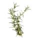  free shipping [ morning market direct line ] Aichi prefecture another rosemary approximately 15g x2 piece set [ refrigeration ]