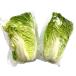 [ пестициды не использовался ] Chiba префектура ...... baby китайская капуста 1 шт x2 шт. комплект [ рефрижератор ]