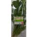 [ have machine certification ] Chiba. have machine coriander approximately 20gP x2 piece set [ refrigeration ]