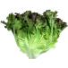 [. пестициды ] Gunma префектура север легкий. Sunny lettuce (15 штук )1 коробка [ рефрижератор ]. покупка 