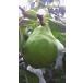 [ special cultivation ] Nagano prefecture common pear Shinshu. ru*rek che (10~16 piece insertion ) approximately 5kg box [ refrigeration ]