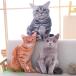  кошка мягкая игрушка Dakimakura супер настоящий кошка игрушка симпатичный Kids она ребенок .. нежный животное смешанные товары . день рождения память день подарок 50cm